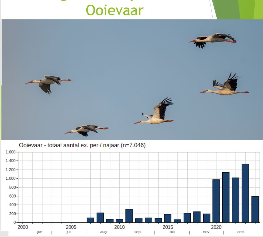 Ooievaar (Telpost Brobbelbies). Foto van Leo Baldering.
Aantalsontwikkeling Ooievaar telpost Brobbelbies Noord